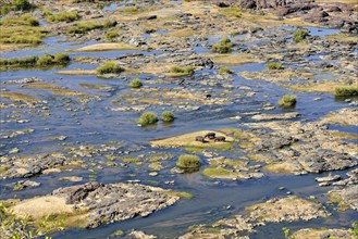 Hippopotamusses (Hippopotamus amphibius) in the Olifants River