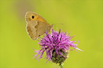 Small Heath Butterfly (Coenonympha pamphilus) perched on Brown Knapweed (Centaurea jacea)