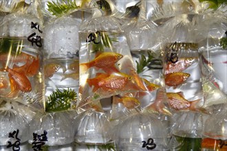 Gold fish for sale in bags