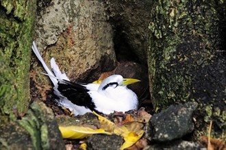 White-tailed Tropicbird (Phaethon lepturus) in the nest
