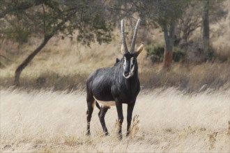 Sable Antelope (Hippotragus niger) adult male