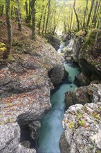 Mountain stream Mostnica flows through a narrow gorge
