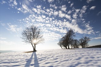 Afternoon with snow at the wind beeches on the Schauinsland