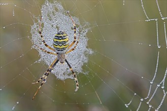 Wasp Spider (Argiope bruennichi) on a spider's web