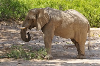 Rare Namibian Desert Elephant (Loxodonta africana)