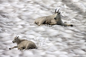Mountain Goats (oreamnos americanus) on a snow field