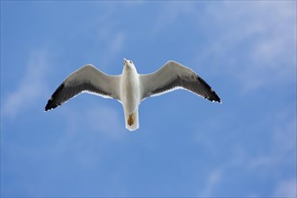 Yellow-legged gull (Larus michahellis) in flight