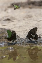 Butterflies (Papilio palinurus) in Khao Yai National Park