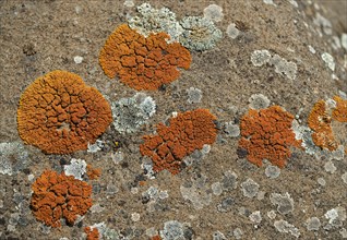 Orange Lichen (Caloplaca spec)