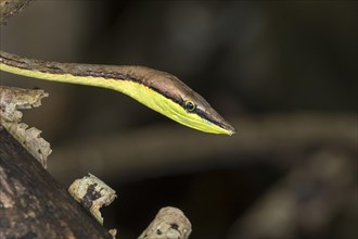 Mexican Vine Snake (Oxybelis aeneus)