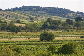 Vineyards near Oggau am Neusiedler See