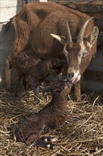 She-goat licking her newborn goatlings in the stable