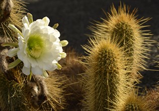 Midnight Lady cactus (Harrisia pomanensis)