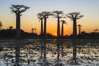 Baobab trees (Adansonia grandidieri) reflecting in the water at sunset