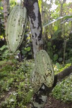Green fruits on a Cocoa Tree (Theobroma cacao)