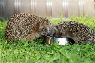 Hedgehog (Erinaceus europaeus)