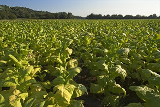 Ripe Tobacco field (Nicotiana)