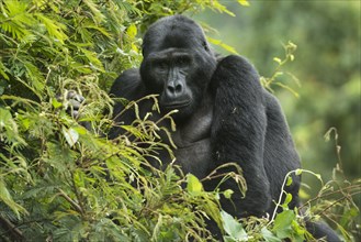Mountain Gorilla (Gorilla beringei beringei)
