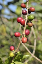 Coffee berries (Coffea arabica)