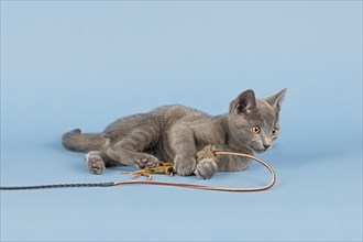 Russian Blue Kitten