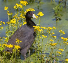 American Coot (Fulica americana) in a swamp amongst yellow spring flowers