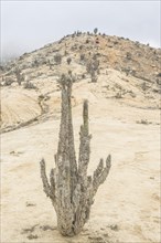 Copao Cactus (Eulychnia breviflora