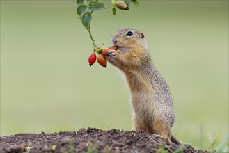 European ground squirrel (Spermophilus citellus) upright
