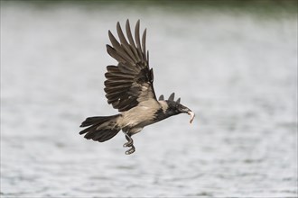 Hooded Crow (Corvus corone cornix) flying with a caught fish in the beak