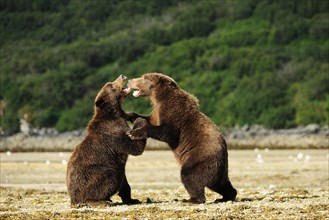 Two Brown Bears (Ursus arctos) play-fighting with each other
