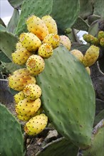 Fruits of the Prickly Pear or Indian Fig Opuntia (Opuntia ficus-indica)