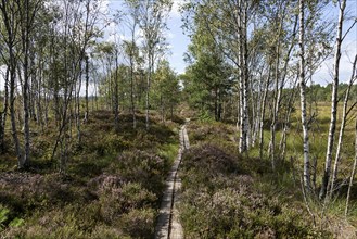 Moorland landscape with birches