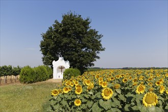 Chapel and sunflower field in Pamhagen
