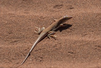 Sand lizard (Aporosaura anchietae)
