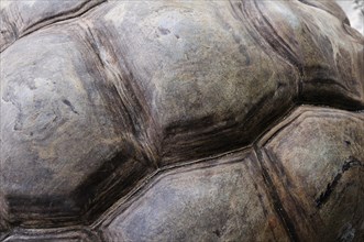 Detail of the shell of an Aldabra Giant Tortoise (Aldabrachelys gigantea)