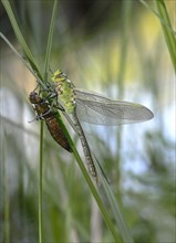 Newly hatched Emperor dragonfly (Anax imperator)