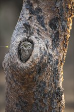 Spotted Owlet (Athene brama) in tree hollow
