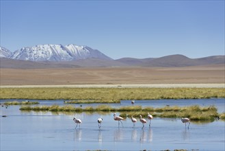 Chilean Flamingos (Phoenicopterus chilensis) at a lake in the highlands