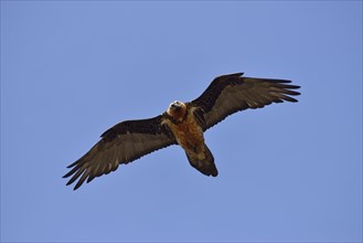 Lammergeier or Bearded Vulture (Gypaetus barbatus)