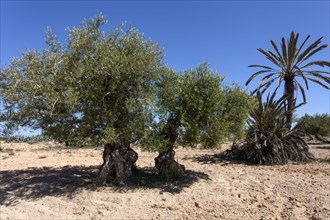 Ancient olive trees and date palm