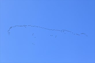 Wild geese (Anser)