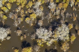 Dying Mopane trees (Colophospermum mopane) in a freshwater marsh