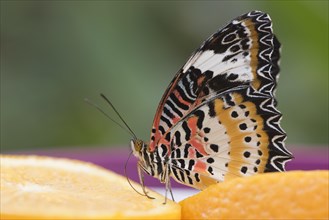 Leopard Lacewing (Cethosia cyane)