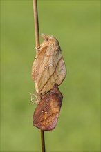 The Drinker moth (Euthrix potatoria)