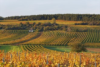 Autumnal vineyards