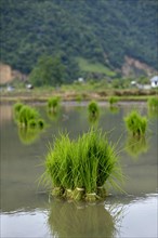 Rice seedlings in a flooded rice paddy