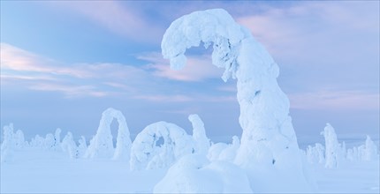 Snow-covered spruce trees