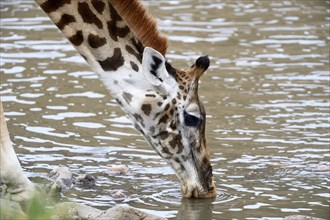 Masai giraffe (Giraffa camelopardalis tippelskirchi) drinking at the Talek River