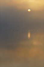 Sunrise above a lake with resting birds in the fog