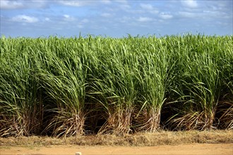 Irrigated sugar cane plantation
