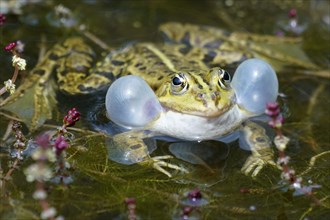 Green frog (Rana esculenta) with sound bubble
